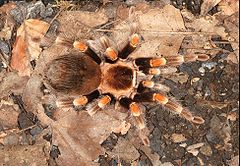 Mexcian Redknee Tarantula (courtesy WIkipedia)