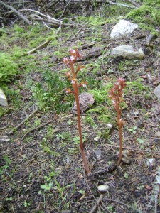 The extremely rare Spotted Coralroot Orchid