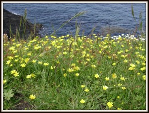 "Look OUT! Here comes another DOG!"