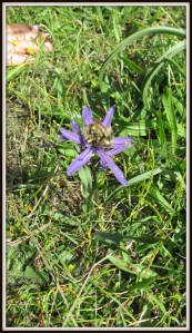It's called Common Camas. But it's really not all that common.