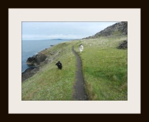 Juni romping with her buddy Jess