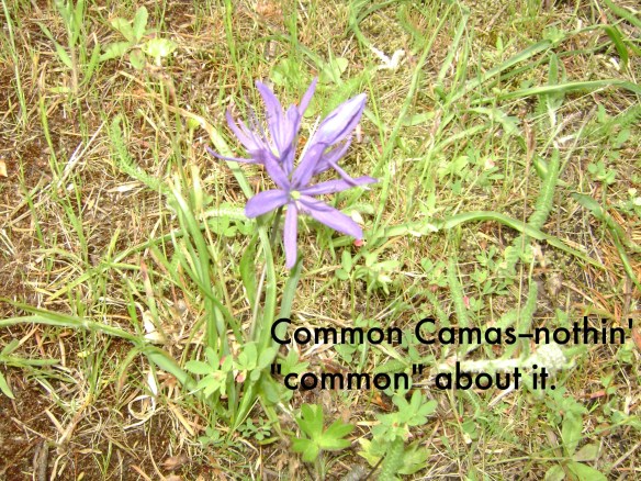 camas
