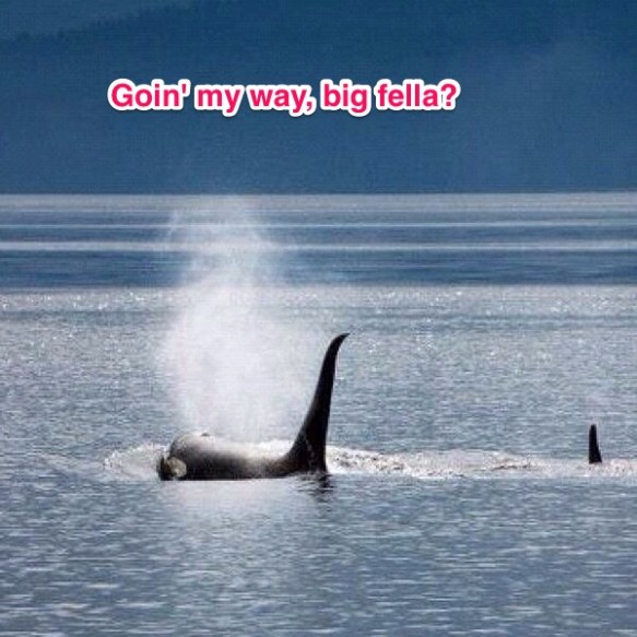 (Orig. image courtesy Wikimedia)