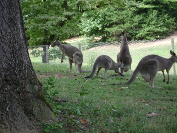 Seriously--a kangaroo sanctuary in north Georgia!
