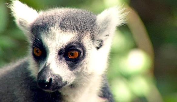 (Not actually the lemur in question, but be honest: this is what you think of when you hear "lemur," right? Courtesy Duke Lemur Center.)