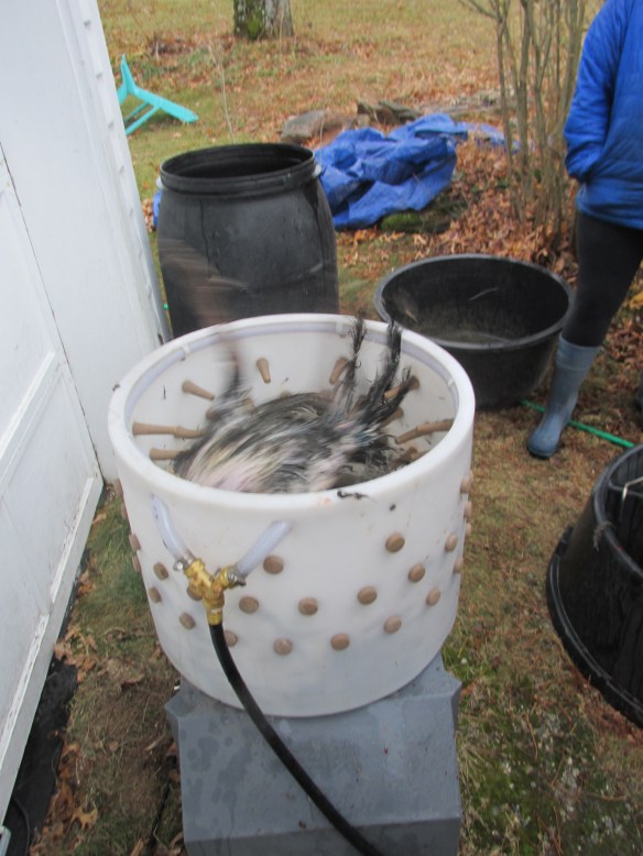 Becoming less of a bird by the second...