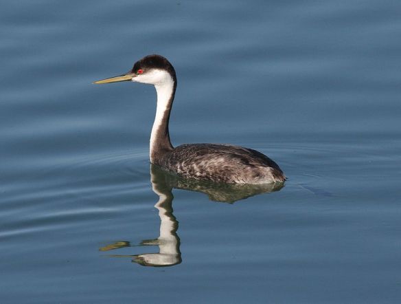 Western Grebe (courtesy Wikimedia)