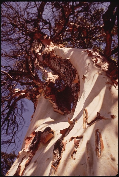 (All images courtesy wikimedia)