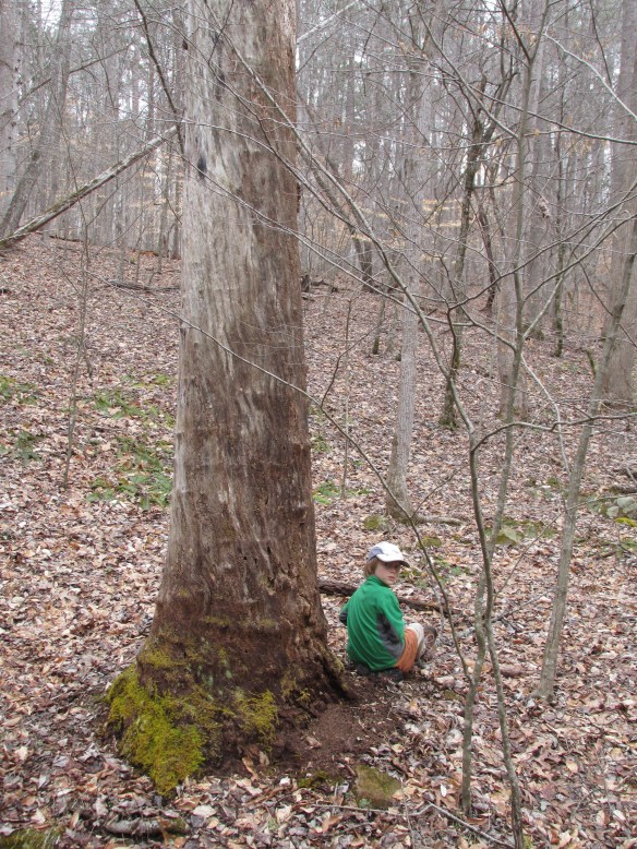 The ghost of my sycamore--keeping company with our friend's son