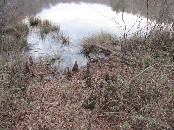 Cypress knees are so cool!