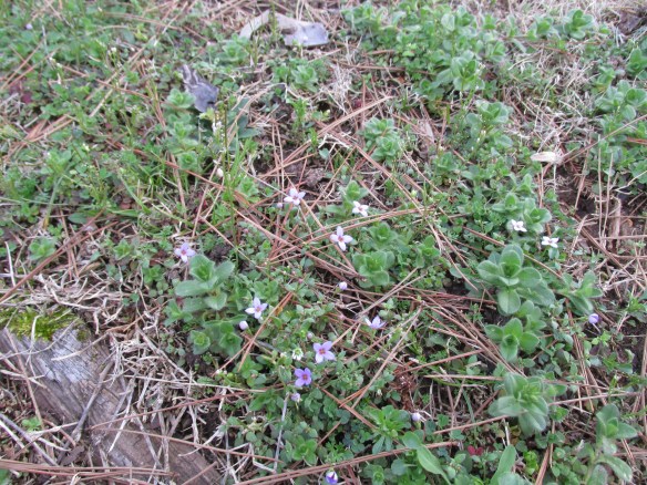 My western soul misses these eastern flowers--blunts, or Quaker Ladies.