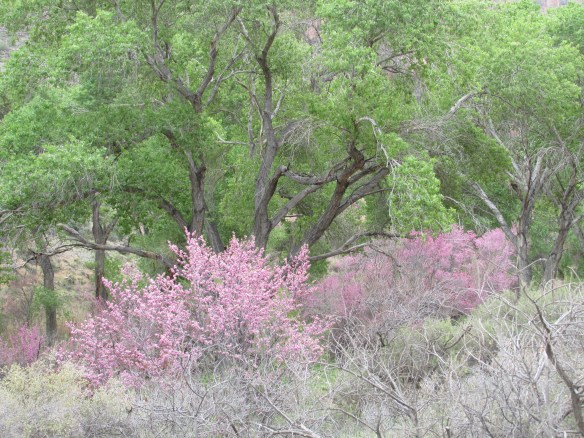 Indian Gardens in March is alive with redbud and fresh new cottonwood leaves.
