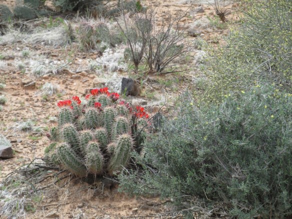Hey cactus flowers, where were you when I needed you, those summers before?