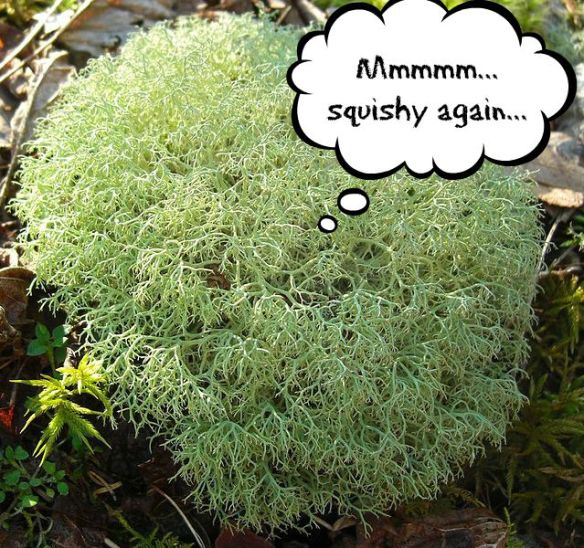 (orig. photo courtesy Wikimedia Commons)