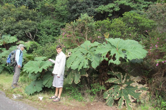 "Poor Man's Umbrella."