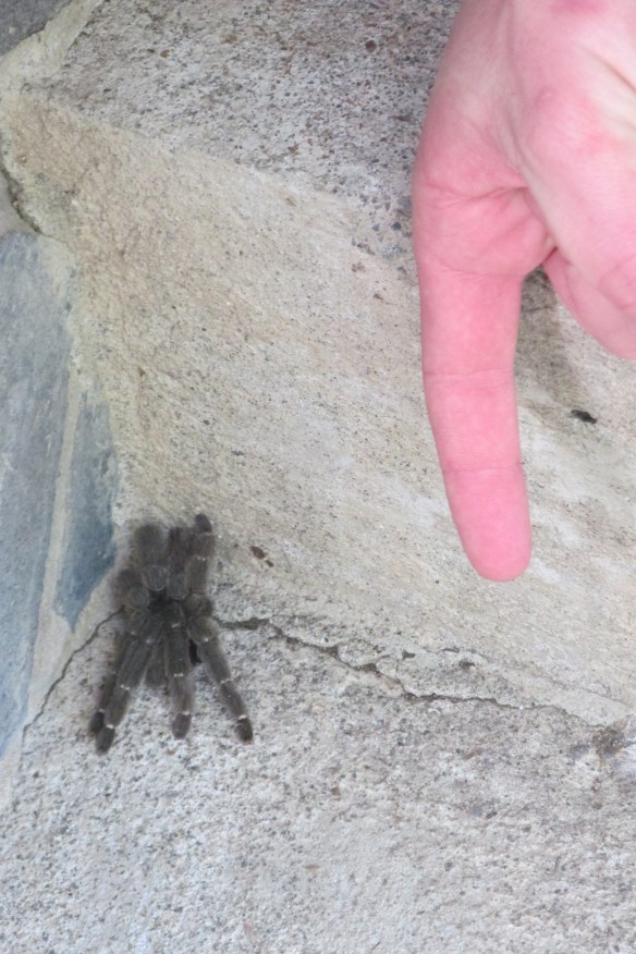 Son One's finger--I'm surprised he didn't try to pat the tarantula.
