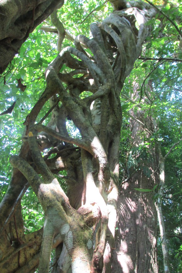 This would be beautiful if it weren't so gruesome.