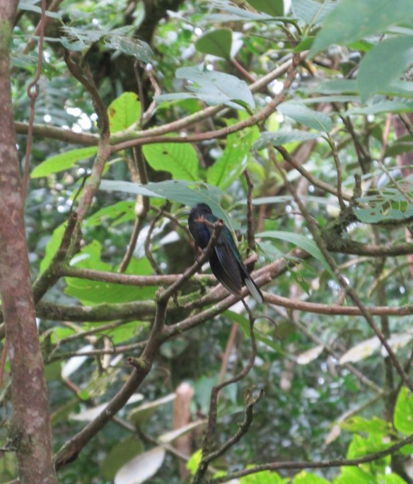 This big, gorgeous hummingbird's called a Violet Sabrewing. I want that as my Roller Derby name.