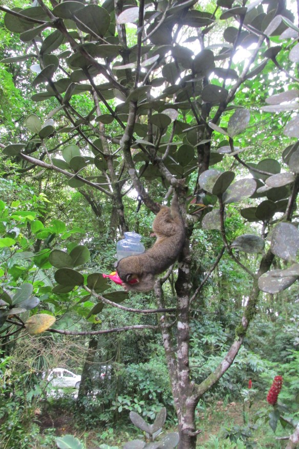 OK, this olinga's cute. But it's also supposed to be nocturnal, and shy, and hard to spot. Someone should tell it.