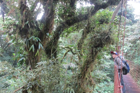 Plants upon plants upon plants...See any two alike? Right.