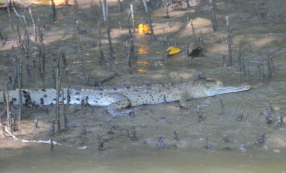 Why we didn't swim in the Rio Sierpe.