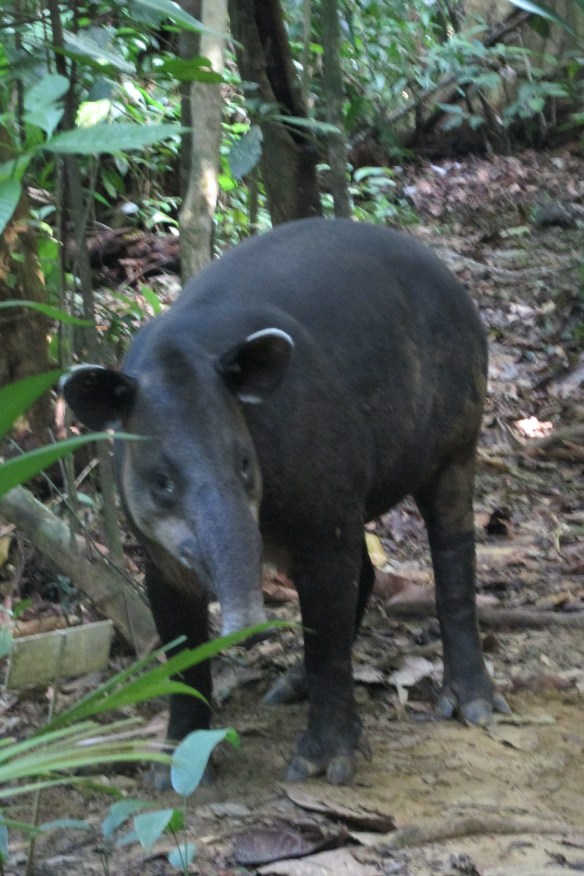 And the elusive tapir? This one was LYING IN THE MIDDLE OF OUR PATH and could hardly be bothered to get up.
