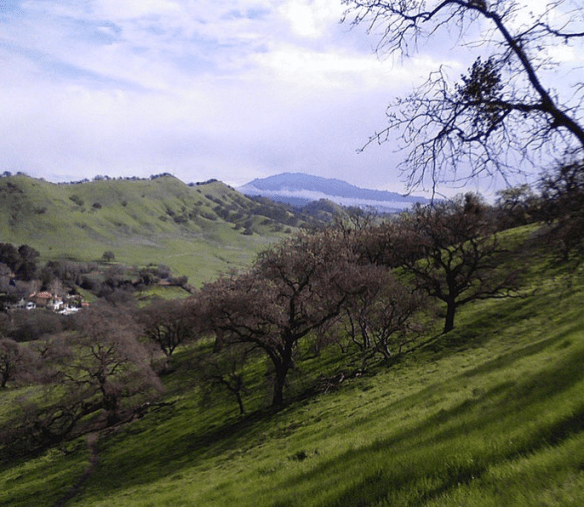 (Courtesy Wikimedia; I did not have my camera handy--but can't you just hear them calling you?)