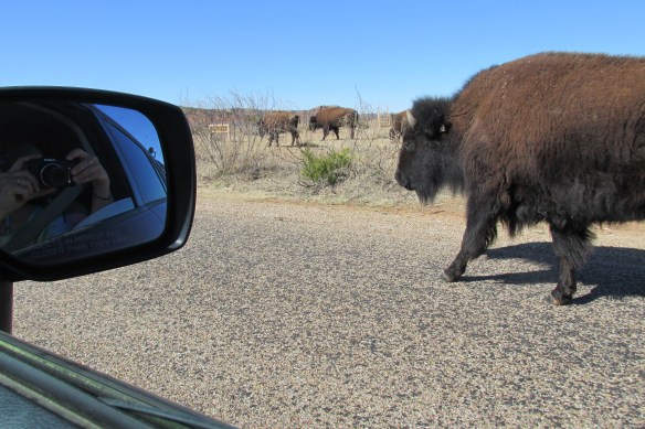 "Do not approach wild bison," the brochure says. Ummm...