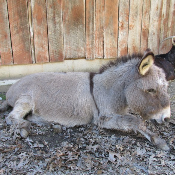 Even cuter in real life!