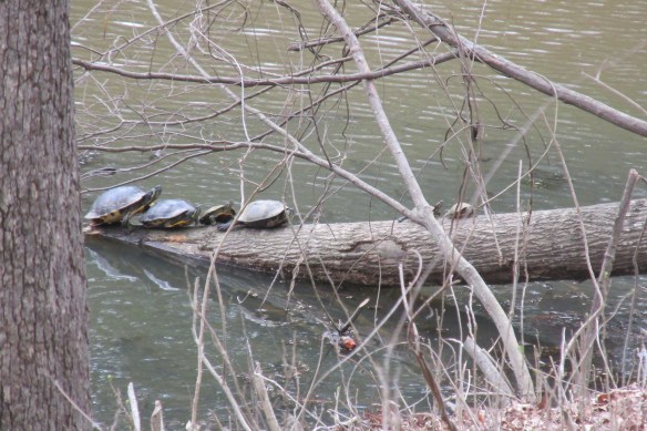 Tierreich Pond: Now With Extra Turtles!