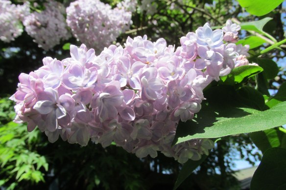 You know you want me.