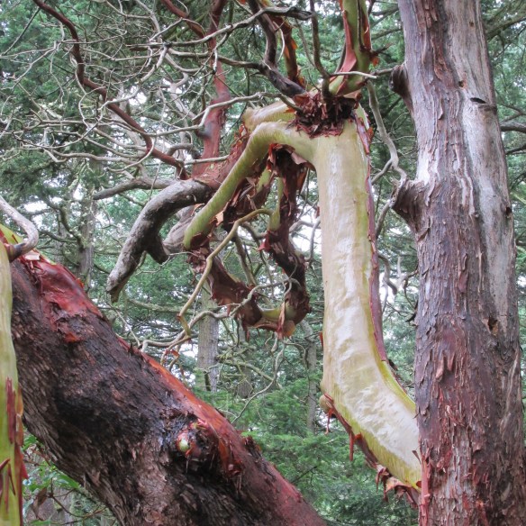 Each poem might not be "lovely as a tree," but they still make me feel like this.