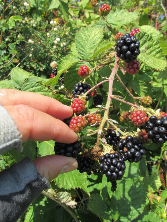 Bike gloves and blackberries: made for each other