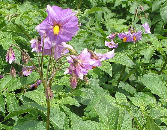 (courtesy geograph.uk.org via Wikimedia)