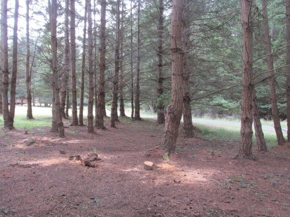 Welcome to Wing Park! (Thanks, babe.)