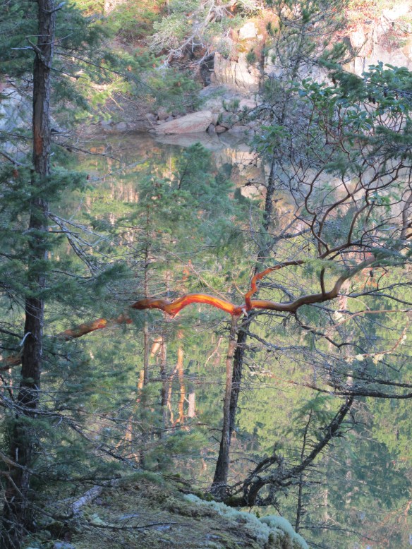 Madrona in the morning sun