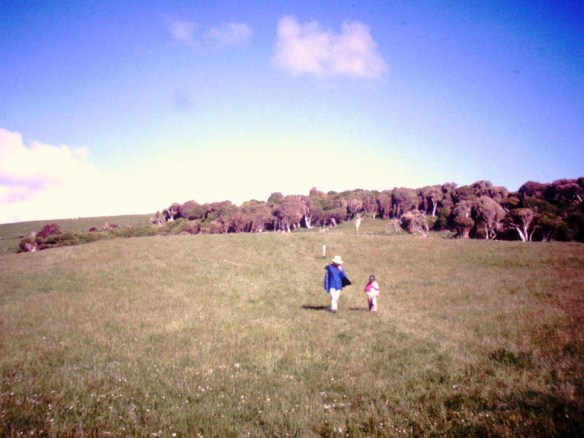 ...and bush that had been pushed back for sheep...MILLIONS of sheep.
