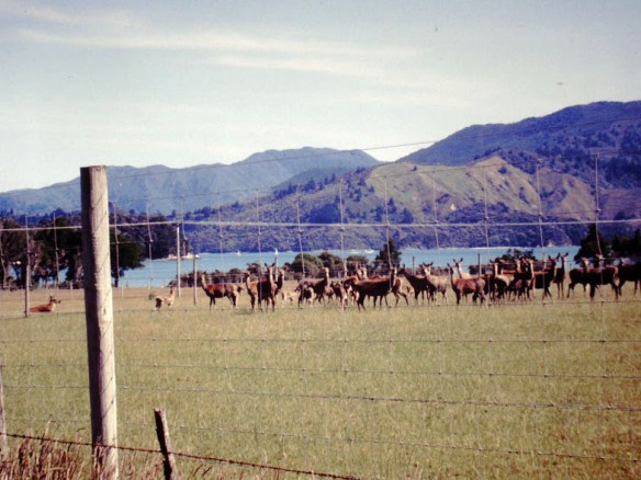 Wapiti! Up in Marlborough Sound. The meat is sold too, of course.