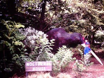The only kiwi the boys got to see. (Wellington Zoo)