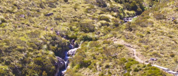 Kiwis take the phrase "cross-country" literally. (courtesy coasttocoast.com)