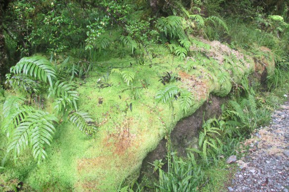 But hey, it's a RAINforest. It's just doing its job.