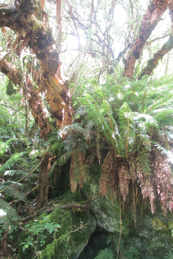 Kotukutuku (Fuchsia tree)