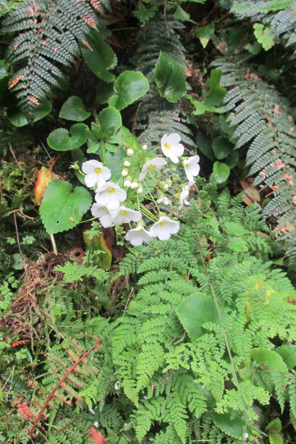 Rare mountain buttercups (as if the scenery needed embellishment)