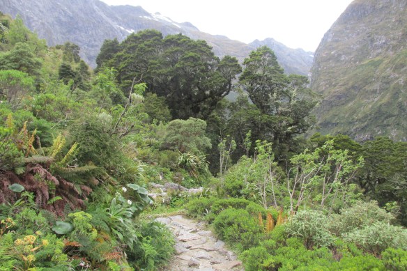 We've reached treeline!