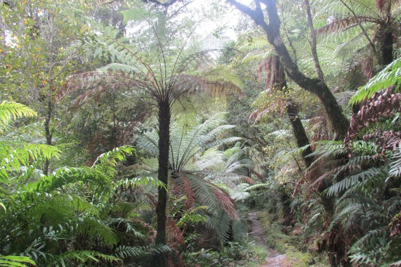 I love me some tree ferns.