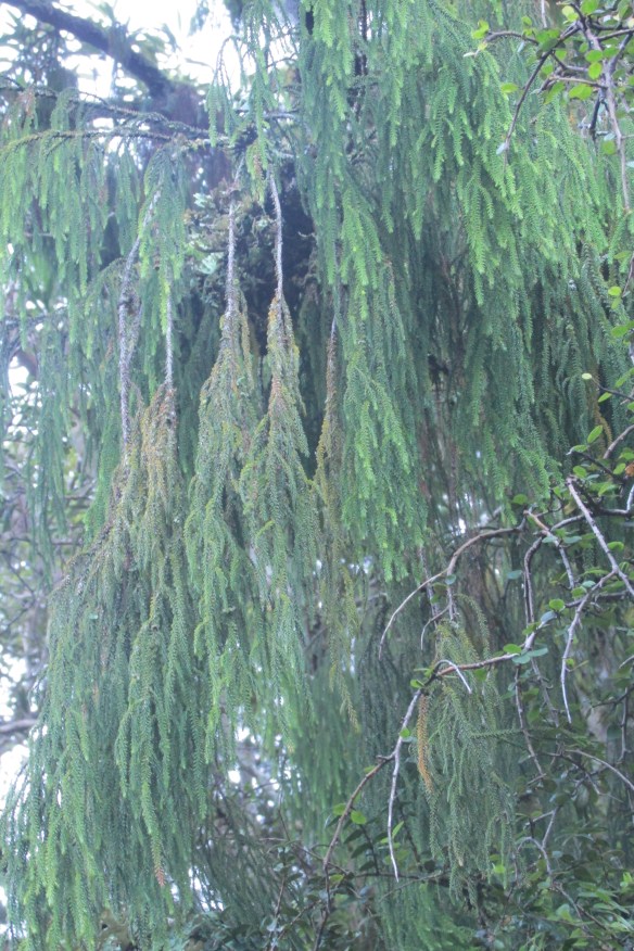 rimu branches--so graceful